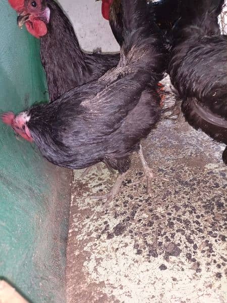 Australorp egg lying hens 6
