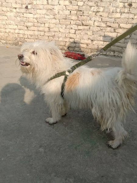 urgent for sale or german dog be hy whatsapp 03102299770 2