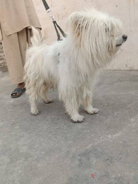 urgent for sale or german dog be hy whatsapp 03102299770 3