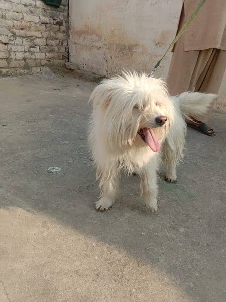 urgent for sale or german dog be hy whatsapp 03102299770 4
