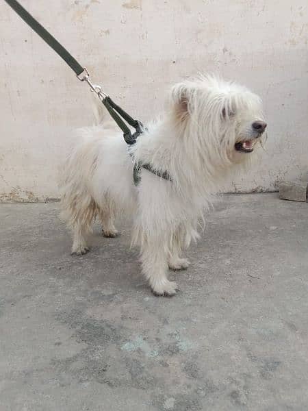 urgent for sale or german dog be hy whatsapp 03102299770 7