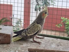 healthy cockatiel home breed available for sale