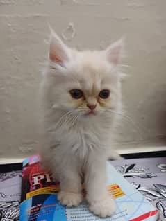 persian male kitten of 2 months