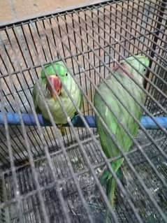 row parrot