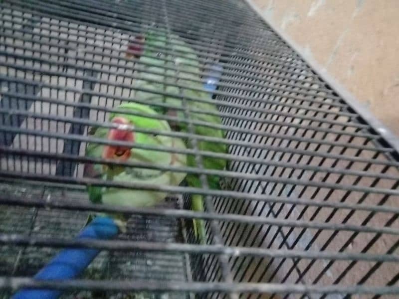 row parrot 1