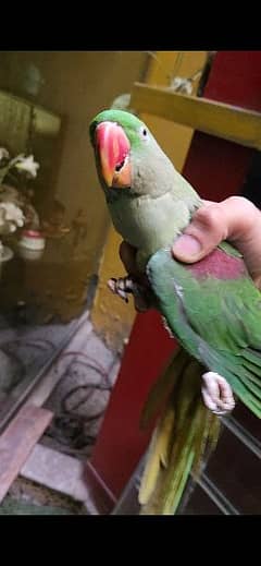 beautiful active parrot