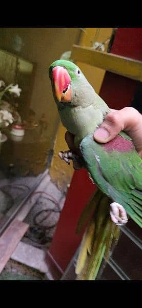 beautiful active parrot 0
