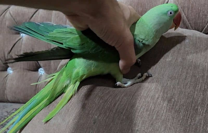 beautiful active parrot 2