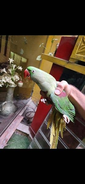 beautiful active parrot 3