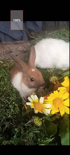 Rabbit Babies and Breeders for sale