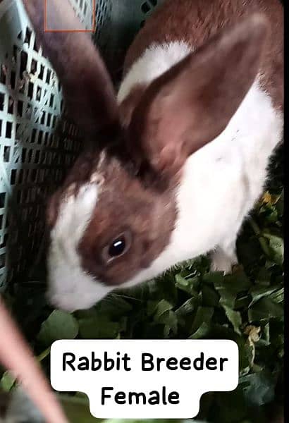 Rabbit Babies and Breeders for sale 1