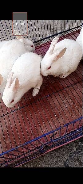 Rabbit Babies and Breeders for sale 3