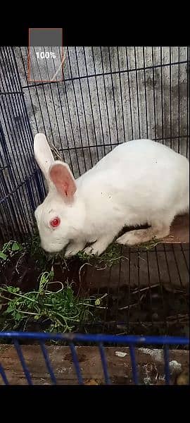 Rabbit Babies and Breeders for sale 4