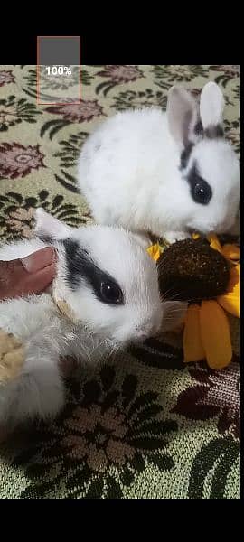 Rabbit Babies and Breeders for sale 5