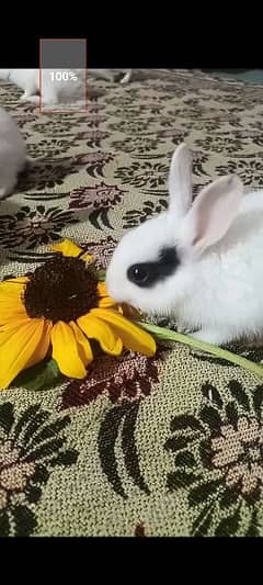 Rabbit Babies and Breeders for sale 0