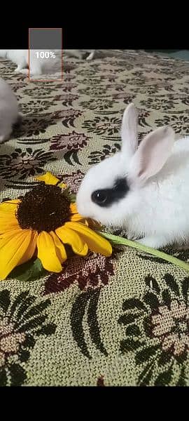 Rabbit Babies and Breeders for sale 6