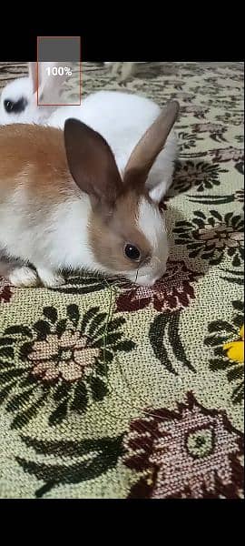 Rabbit Babies and Breeders for sale 1