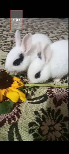 Rabbit Babies and Breeders for sale 2