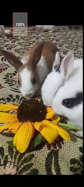 Rabbit Babies and Breeders for sale 3