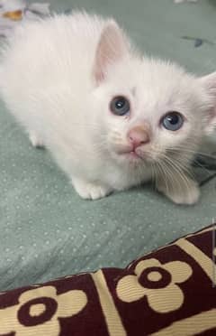 odd eyes persian cat. 0