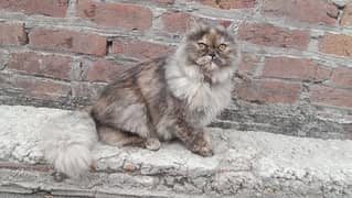 Persian cat triple core