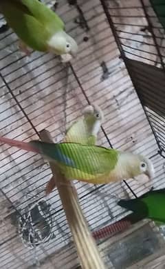 Pineapple and Green Cheek Conure available 0