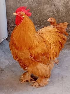 Heavy Cochin Chicks