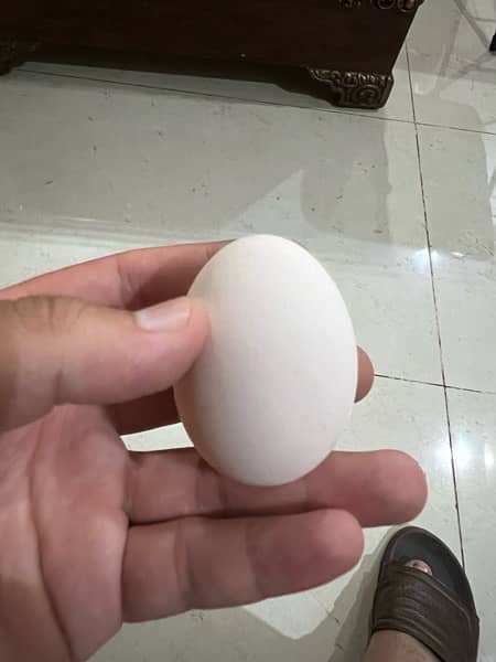 pure asterlop hen egss each egg Rs. 60 0