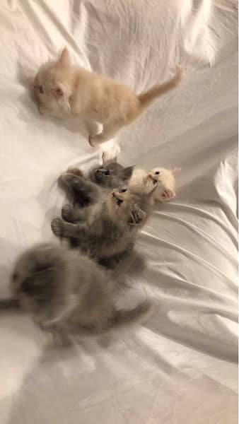 Persian cats 12