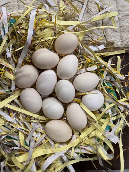 pure asterlop hen egss each egg Rs. 60 1