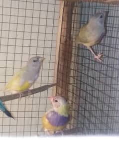 Goldion Finch for sell 0
