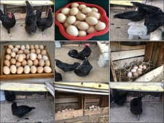 High-Quality Australorp Birds and Fertile Eggs for Sale!
