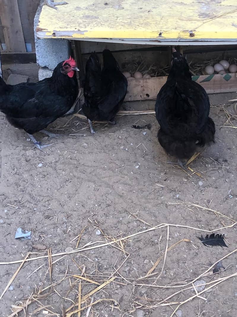 High-Quality Australorp Birds and Fertile Eggs for Sale! 2