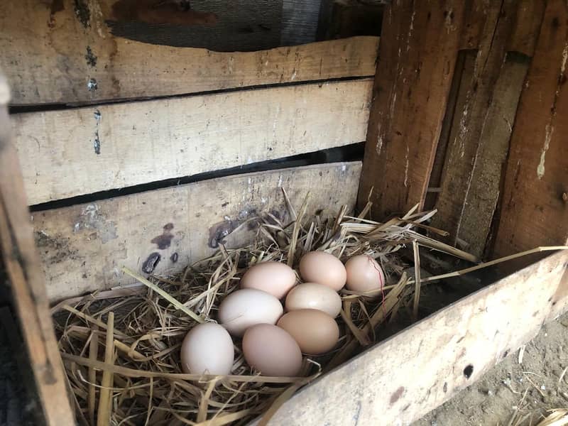 High-Quality Australorp Birds and Fertile Eggs for Sale! 11