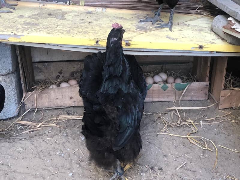 High-Quality Australorp Birds and Fertile Eggs for Sale! 14