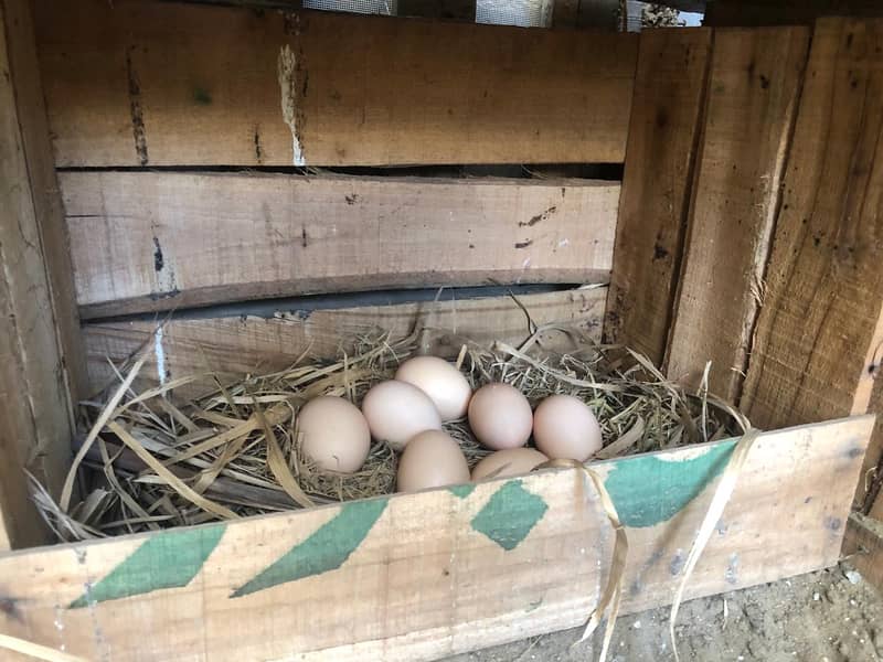 High-Quality Australorp Birds and Fertile Eggs for Sale! 18