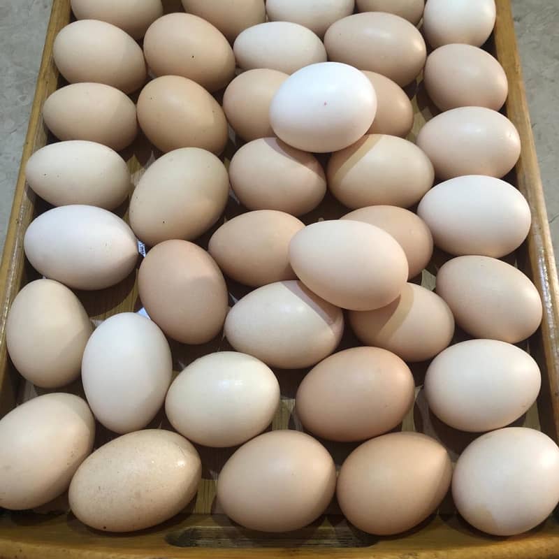 High-Quality Australorp Birds and Fertile Eggs for Sale! 19