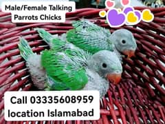 Single 4500 Fixed Green Ring Neck Talking Male/Female Parrots Chicks