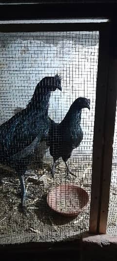 Ayam cemani breeding pair Gary Tung