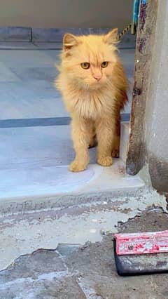 Persian cat argent for sale