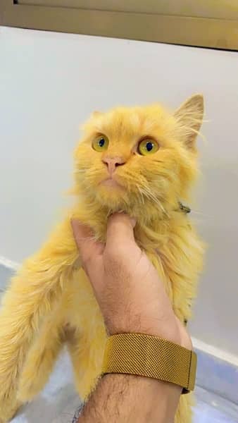 Persian cat argent for sale 2