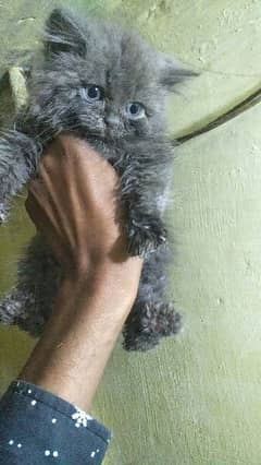Persian Kitten longcoat