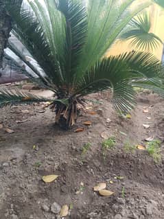 Kangi plam (کنگھی پام), comb palm