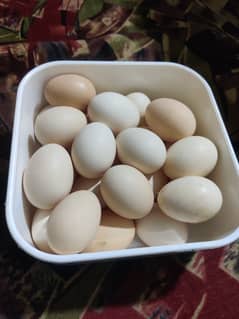 Golden Misri Eggs 0
