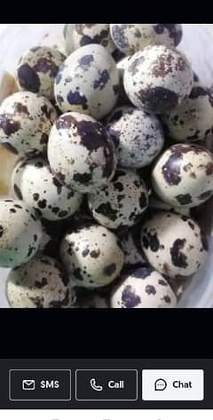 Batair eggs