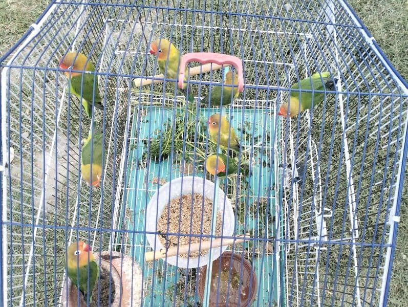 Green Fisher Love birds Healthy and active 1400 per piece 3