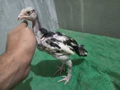 cheena Aseel chicks for sale