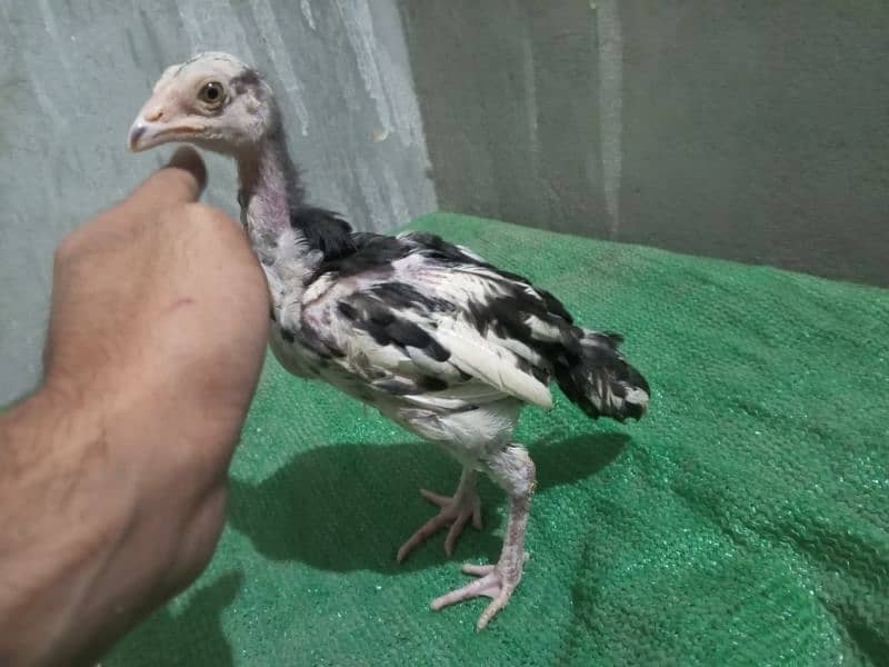 cheena Aseel chicks for sale 0