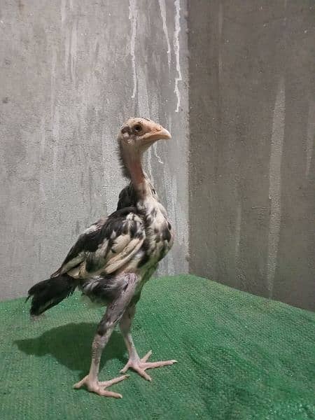 cheena Aseel chicks for sale 1