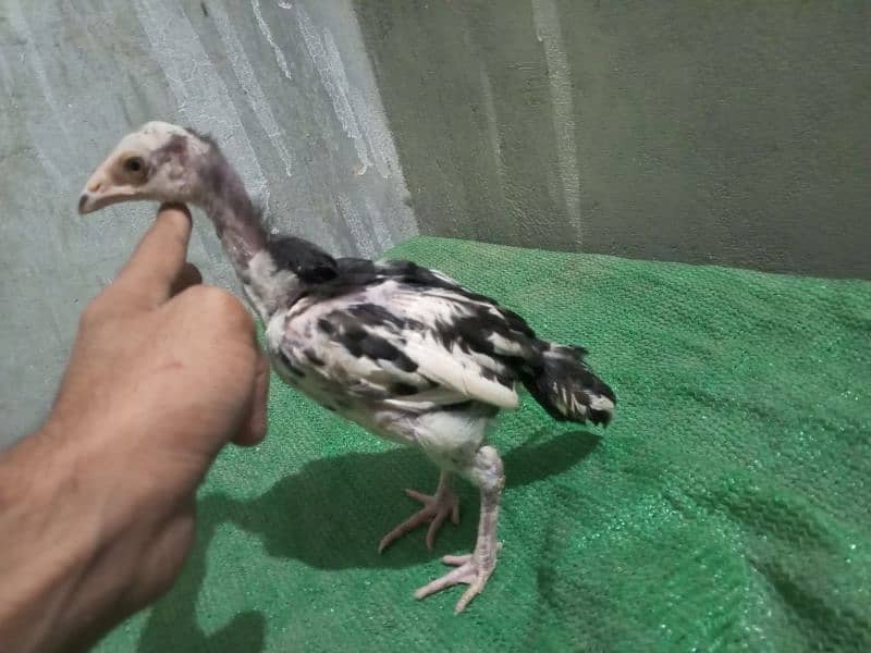 cheena Aseel chicks for sale 2